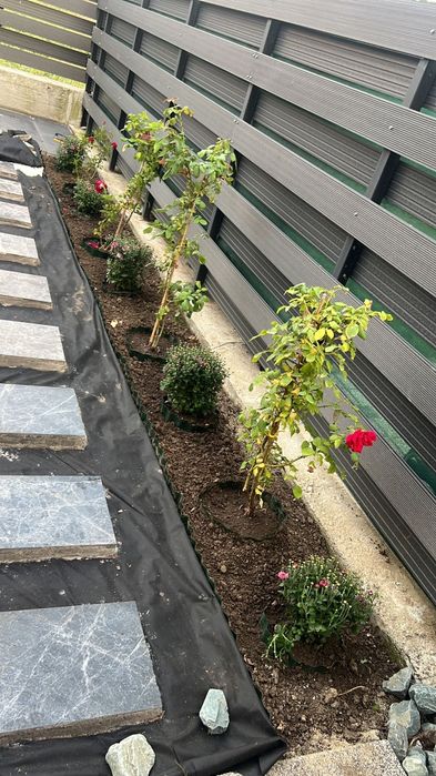 Amanejez gradini cu gazon rulou si plante ornamentale