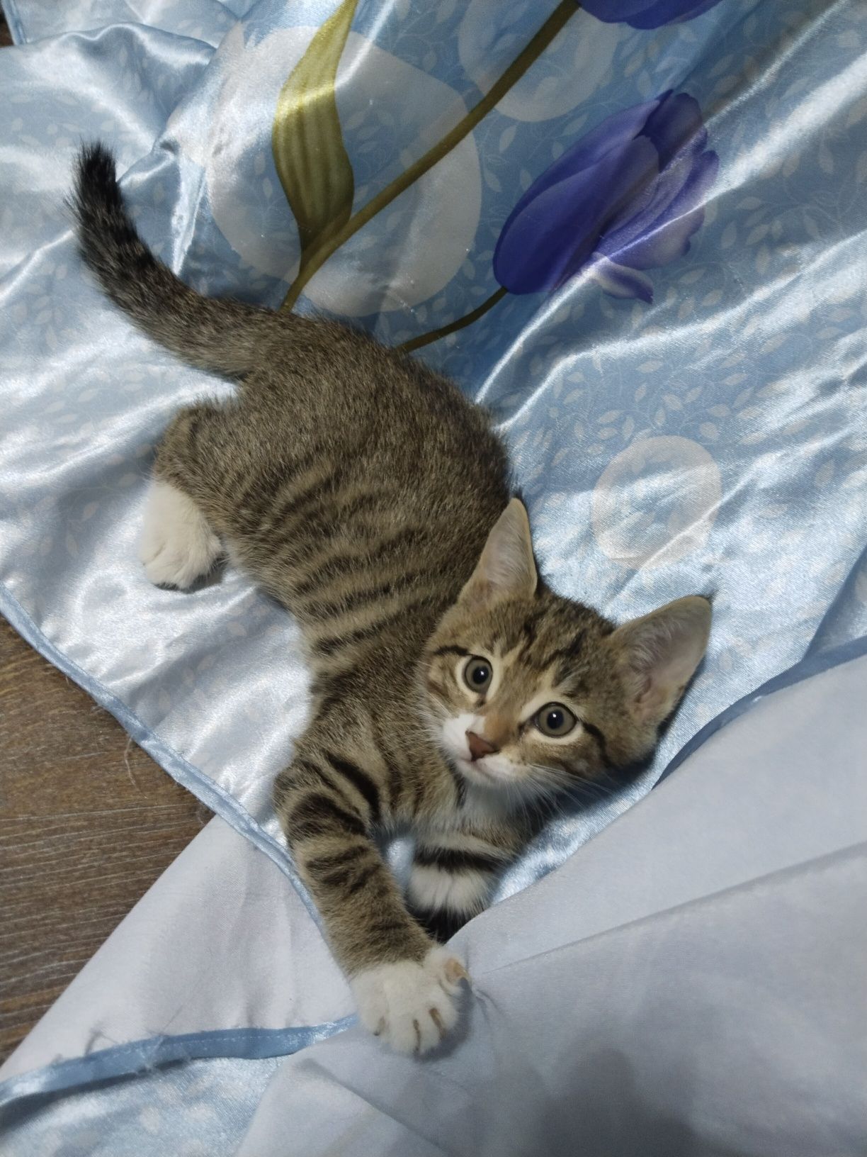 Котята отдам в хорошие руки.