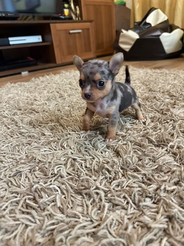 Chihuahua mini toy blue merle RAR