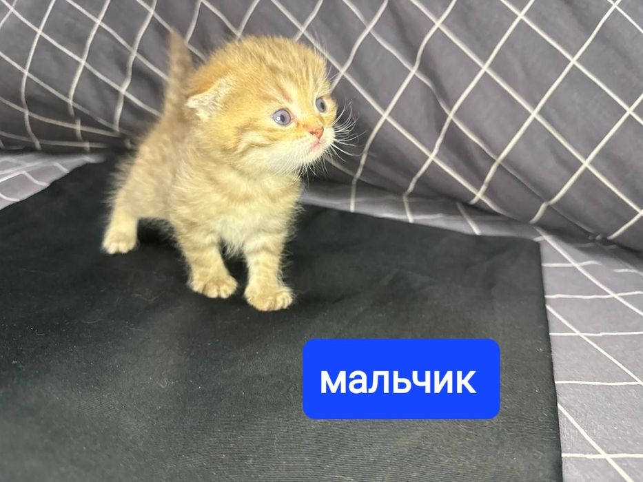 Продаются котята скотиш фолд и страйт