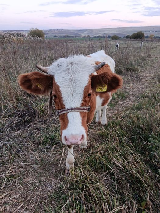 2 vitele si un vitel