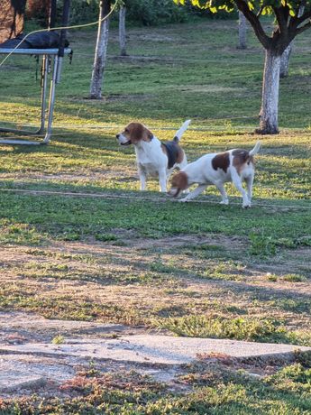 Pereche beagle foarte cuminti
