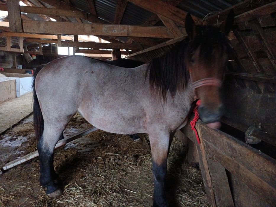 Vând o mânză dereș