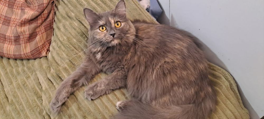 Молоденькая кошечка Бэлла в добрые руки