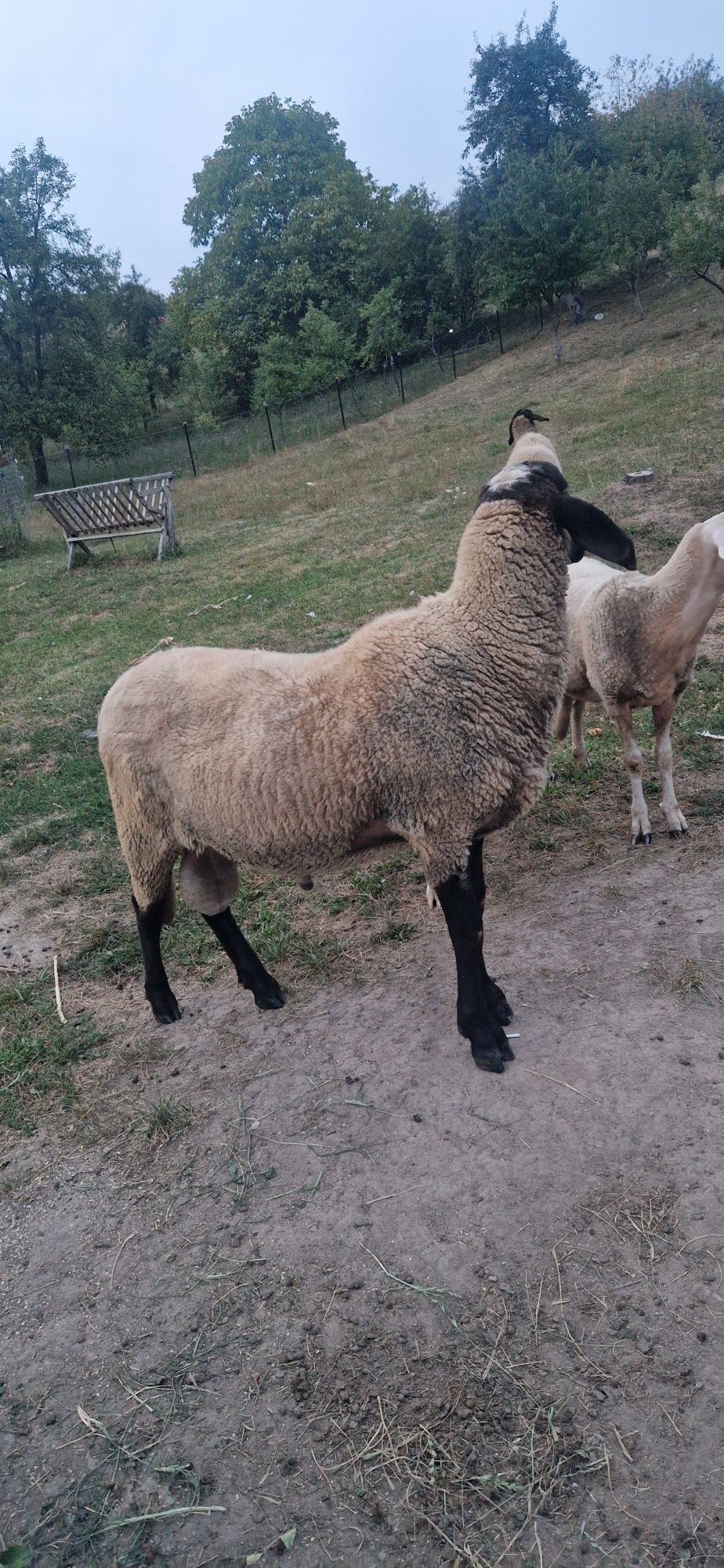 Vând berbec carabas și 2 oi bune de lapte