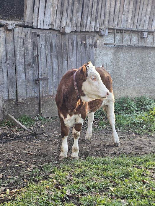 Vand vitea baltata romaneasca