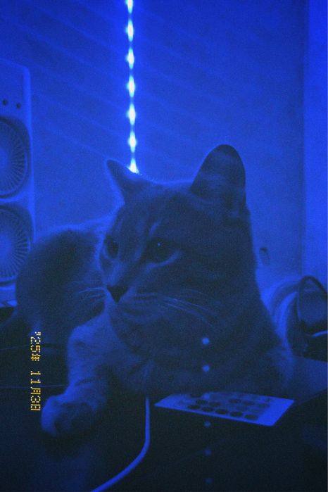 отдам кота в добрые руки