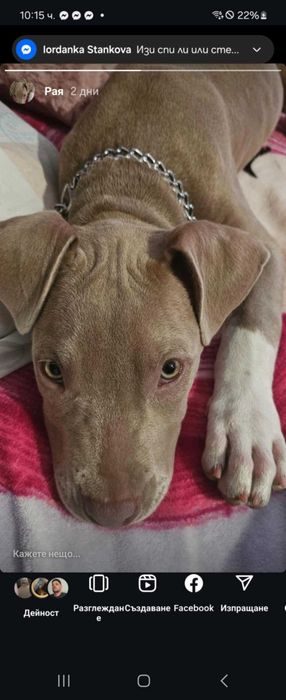 Питбул на 3 месеца