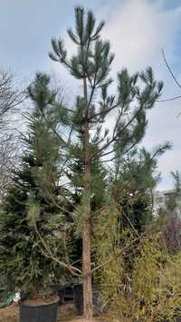 Brad alb - Abies alba - 4 metri