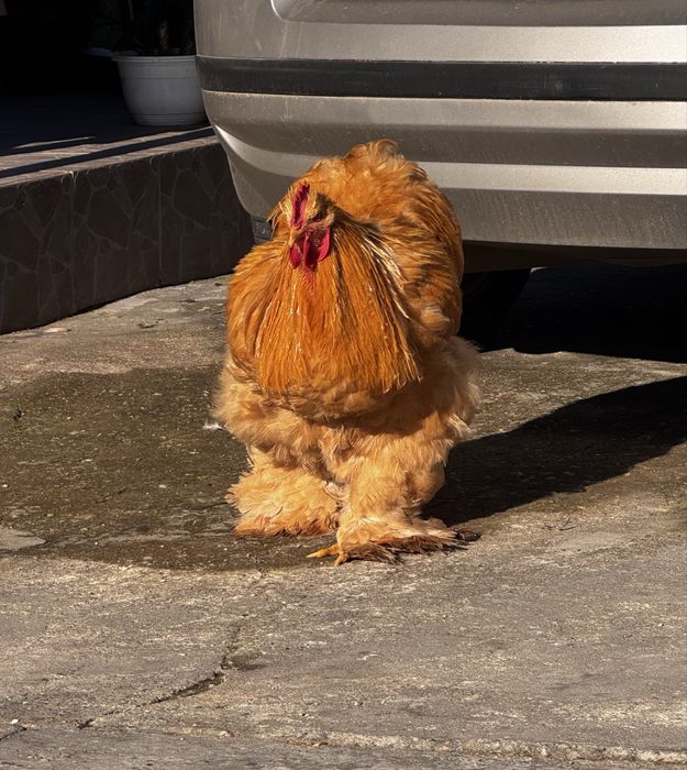 Cocos Cochinchina Galben