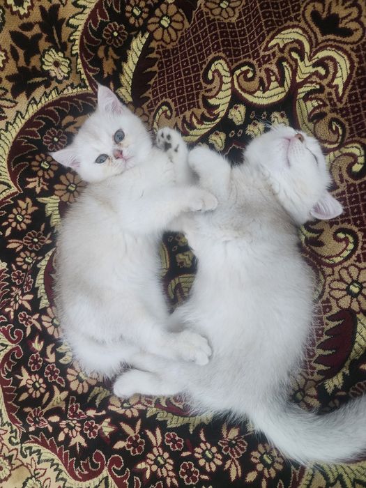 Продается котенок  шиншилы