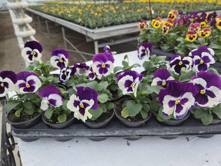 Теменужки (viola)