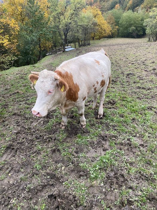 Vand vitel si juninca