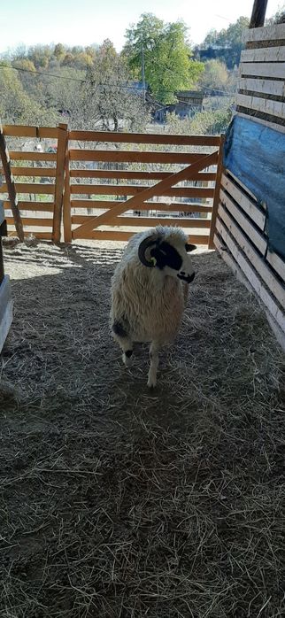 Berbecuți de vânzare