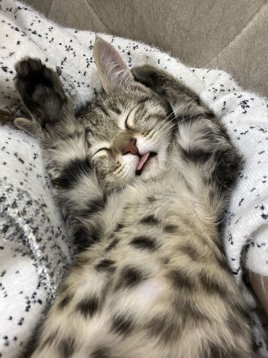 3 месячный котенок, мальчик, отдам в хорошие руки.