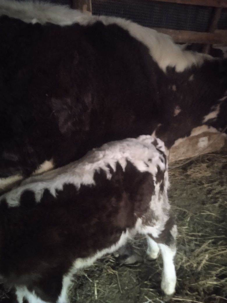 Vind vacă fătată recent cu vițel belgian