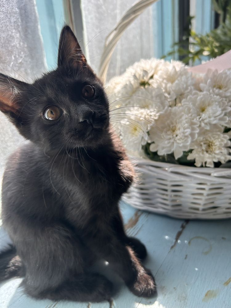 Котенок в добрые руки