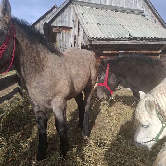 Vând 2 manze cu acte in regula