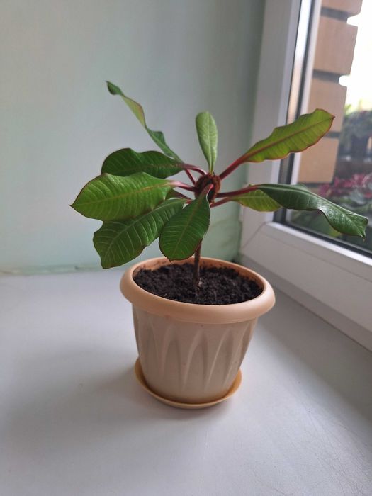 Малочай даром для любителей комнатных растений