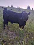 Vand taur angus cu origine