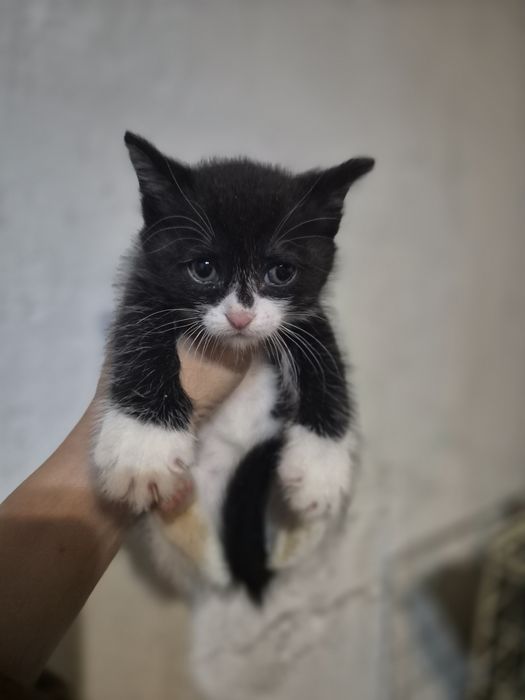 Отдам котят в хорошие руки