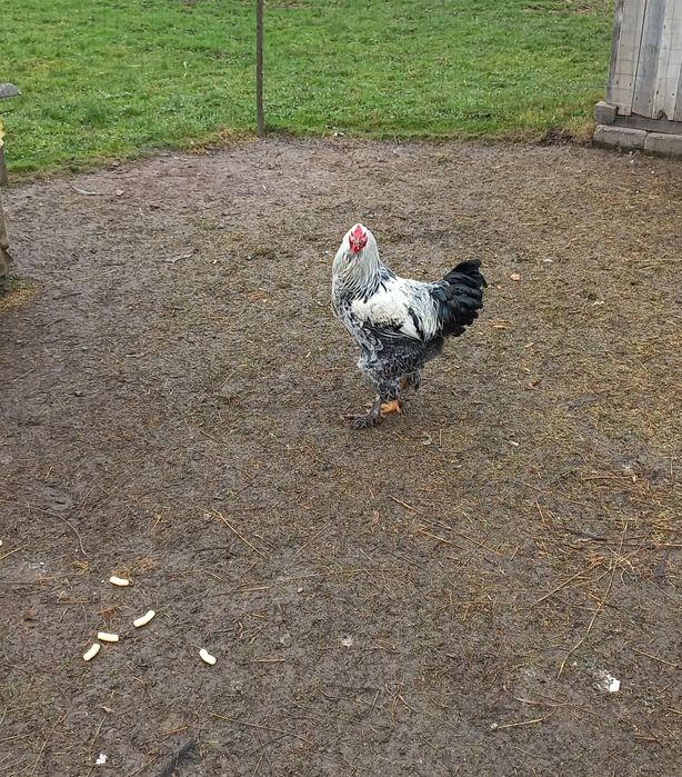 Cocos brahma vand sau schimb