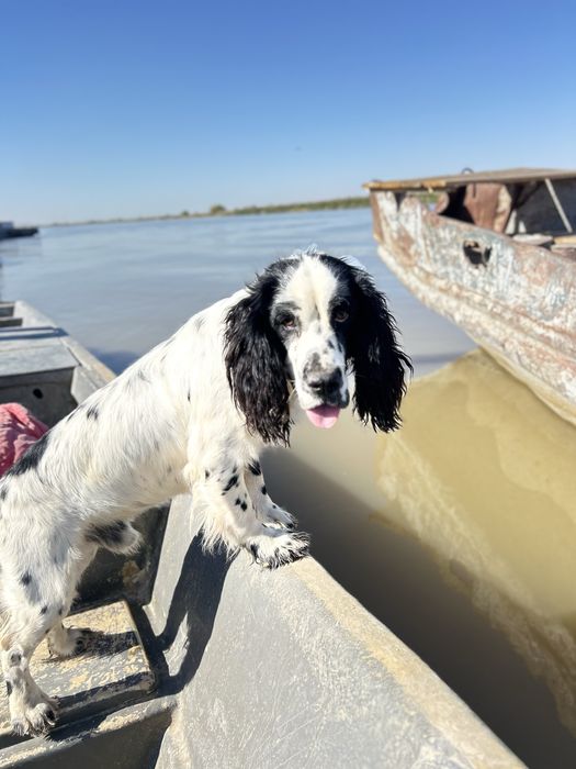 ит жоғалды спаниель шарик аты коргендео барма? хабарласамыз 3 жаста !!