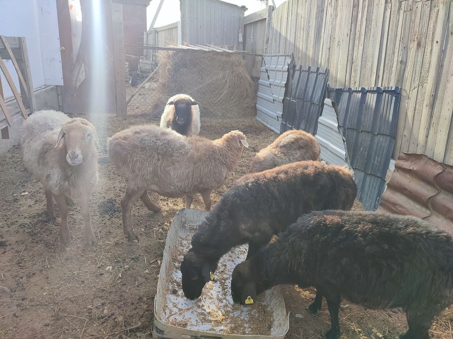 Жағдайы жақсы жемде тұрған қойлар сатылады