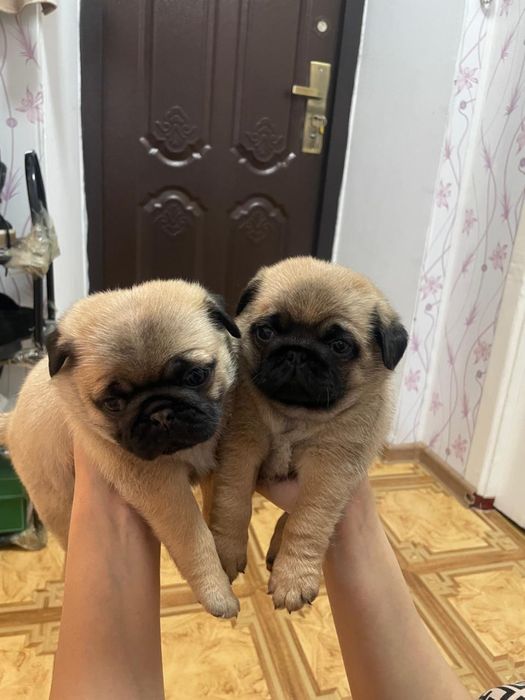 Щенята мопсов 23.09 родились