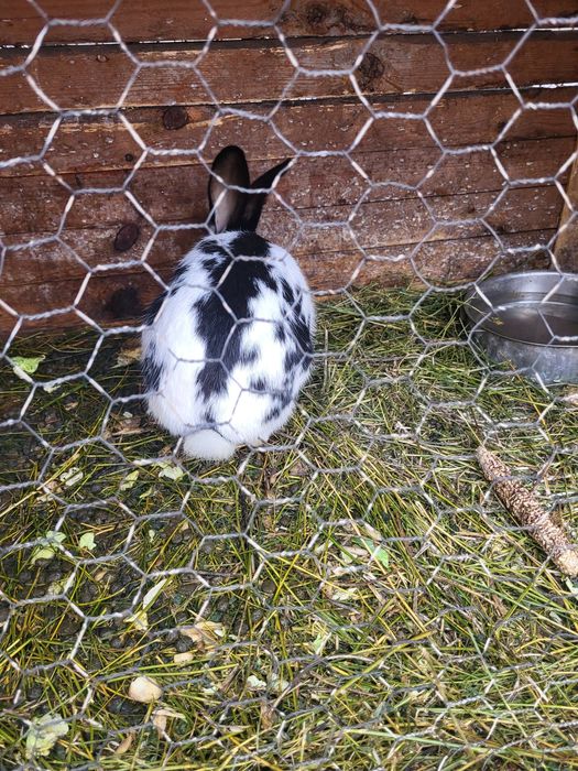 Vând iepuraș Fluture german