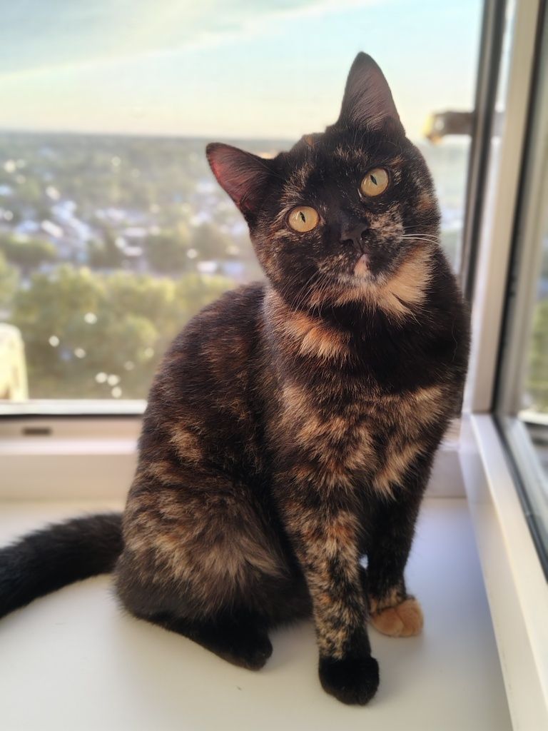 Кошечка ищет дом