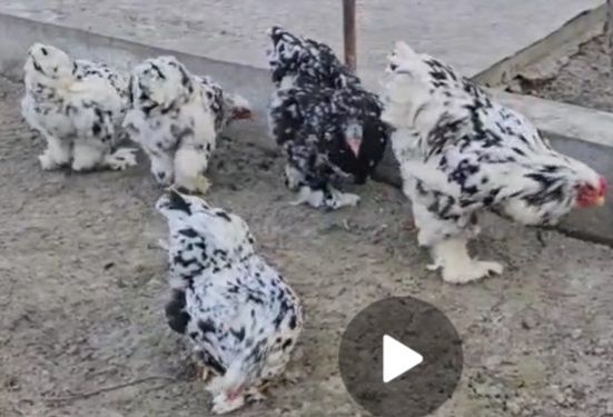 Mramor miramir mramr dalmantin  xoroz sotiladi hali qichqirmagan