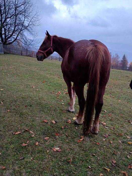 Vând iapă garantată
