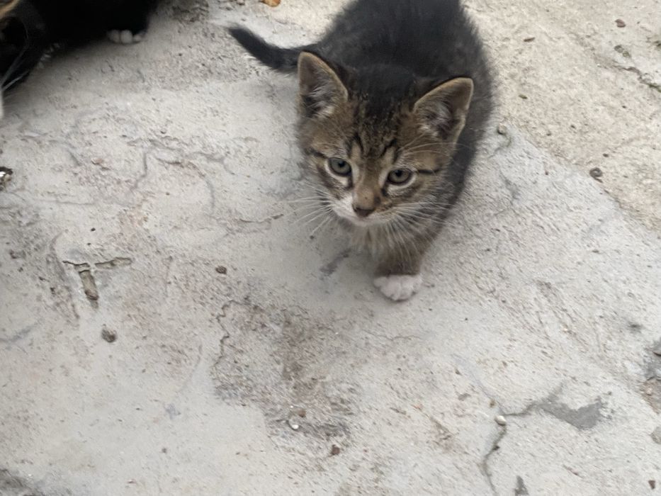 Donez 3 pui de pisică