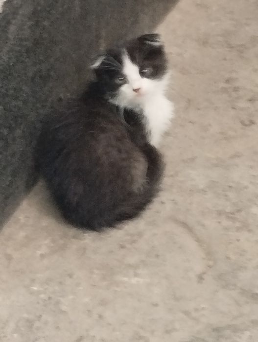 Котята от вислоушки
