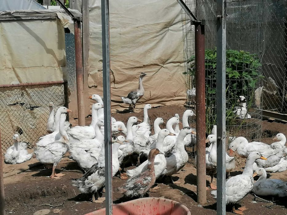Vând gâște. Varsta  4 luni.