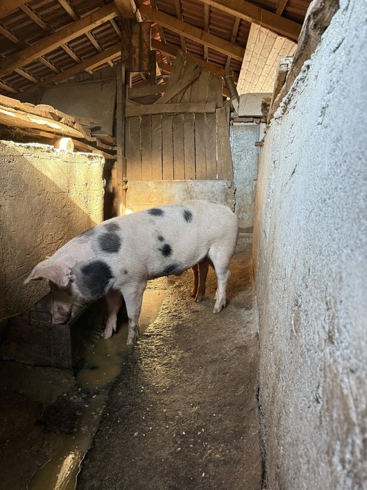 De vanzare un vițel