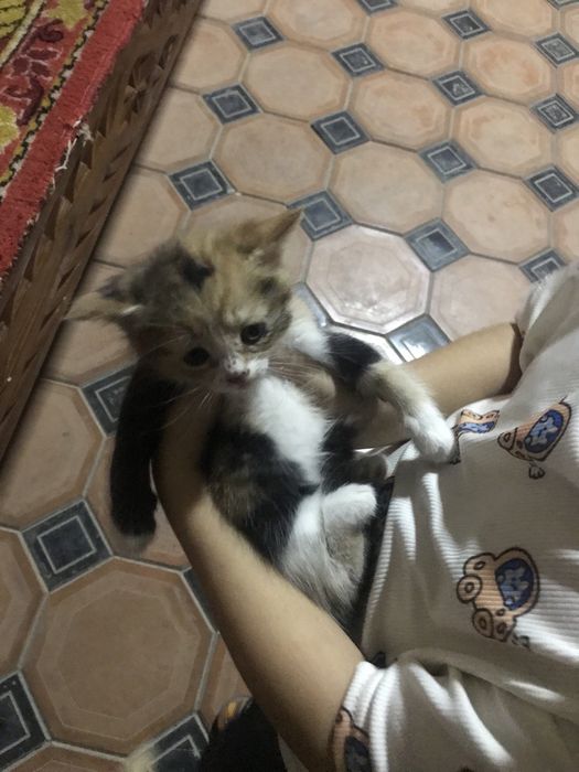 Котята в хорошие руки.