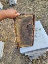 Натурален пчелен мед от кориандър