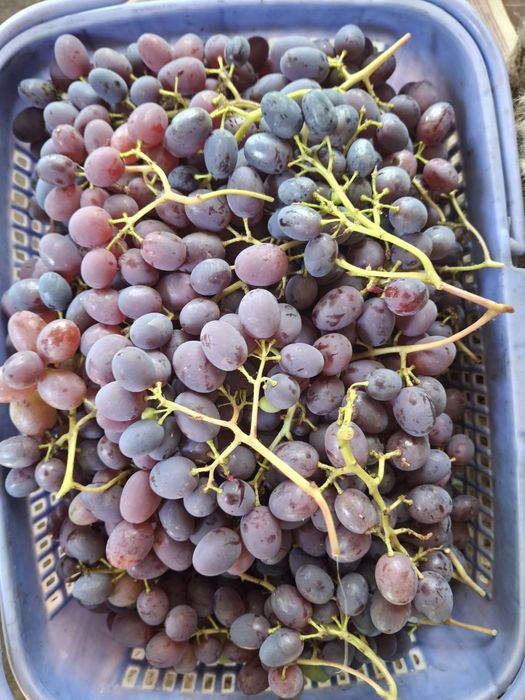 Черенки и саженцы Юпитер и Клубничный