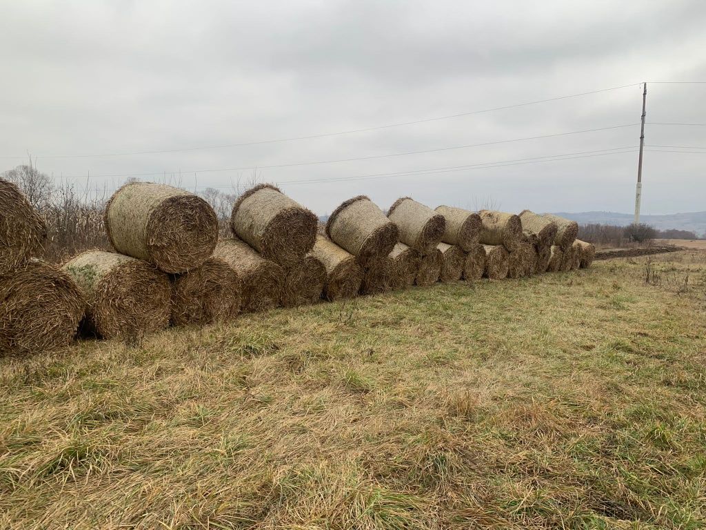 Baloți de paie Triticale