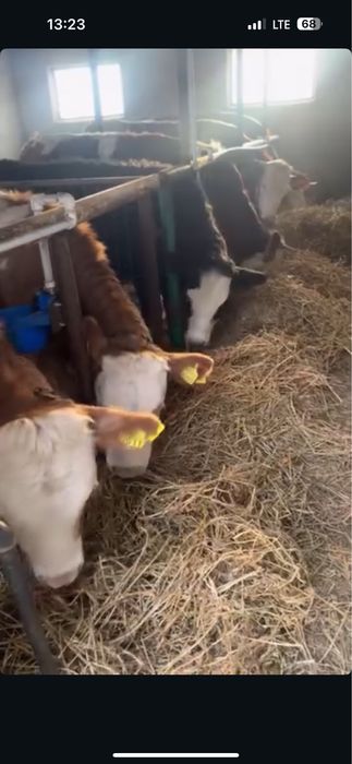 Vand vaci baltate romanesti, junici baltate austriece