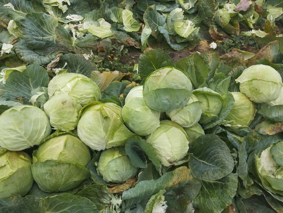 Продавам-Зеле Ергенско