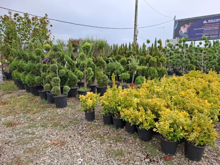 Vând plante ornamentale la preț de producător