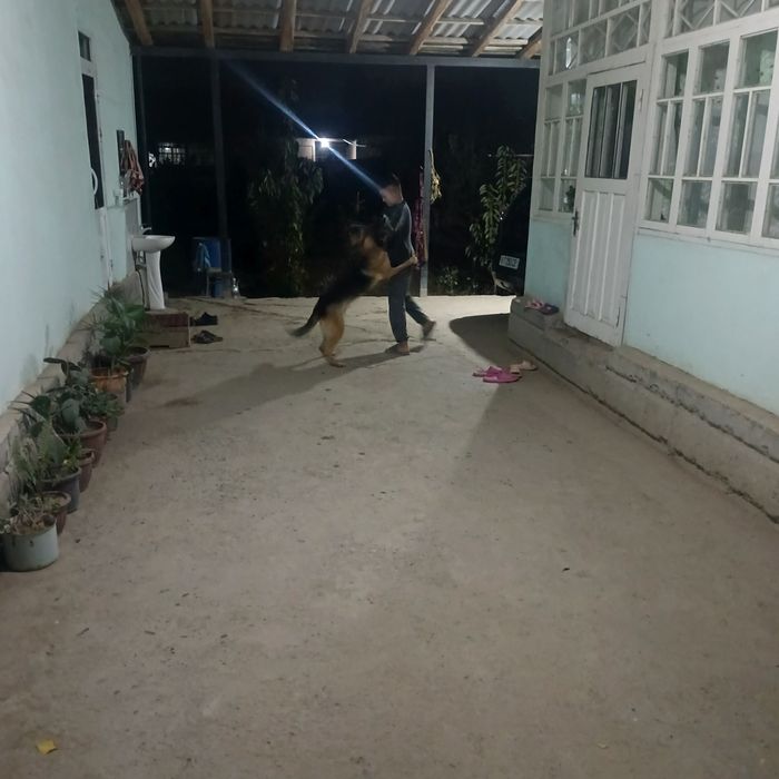 Ассалому алейкум, жуда акилли ит