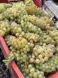 Struguri de vin.