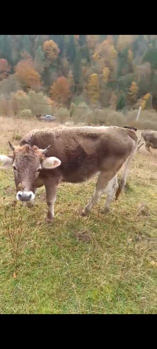 Animale tinere și bune