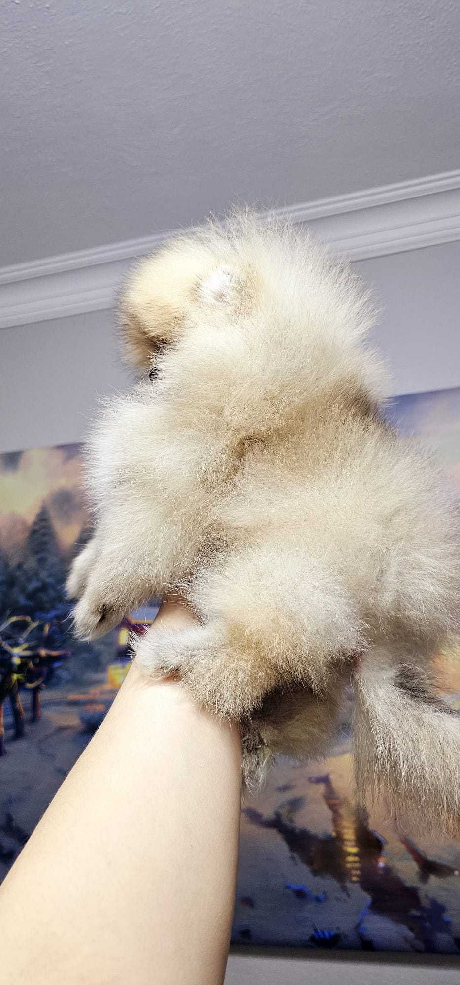 Pomeranian Boo alb