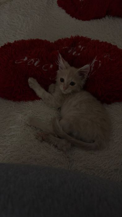 Котенок Мейн Кунчик