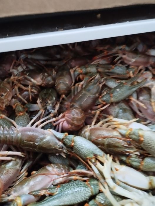 Живые крупные раки